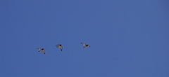 David Plant Photography - Wildlife Photographer - Oystercatchers flying - A